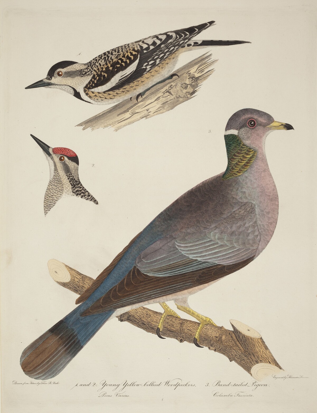Young Yellow-bellied Woodpeckers and Band-tailed Pigeon by Alexander Lawson after Titian Ramsay Peale