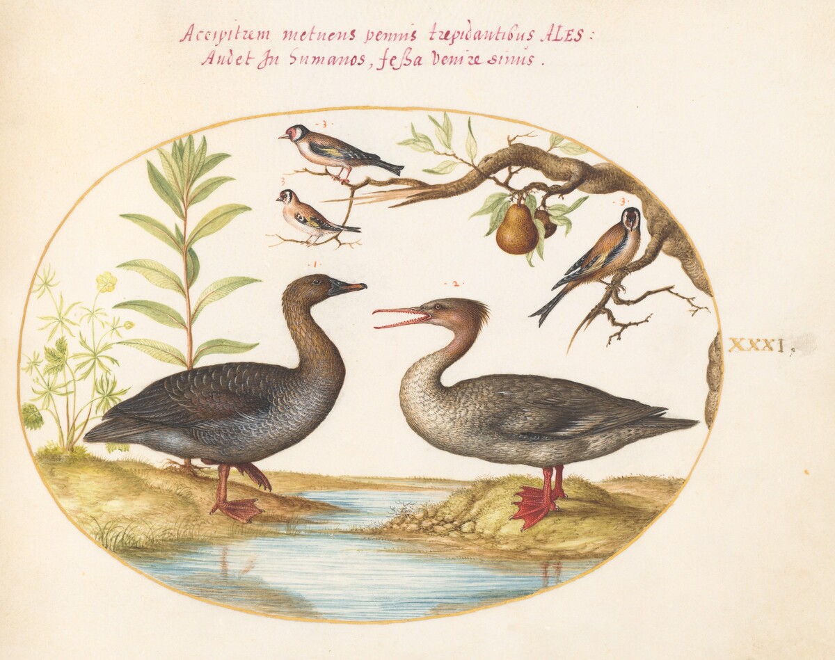 Plate 31: Duck, Merganser, and Three Goldfinches by Joris Hoefnagel