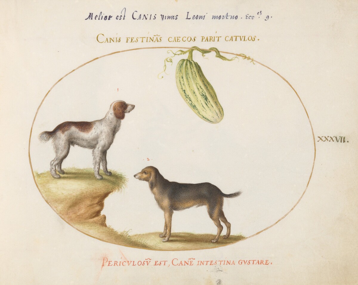 Plate 37: Two Spaniels with a Gourd by Joris Hoefnagel