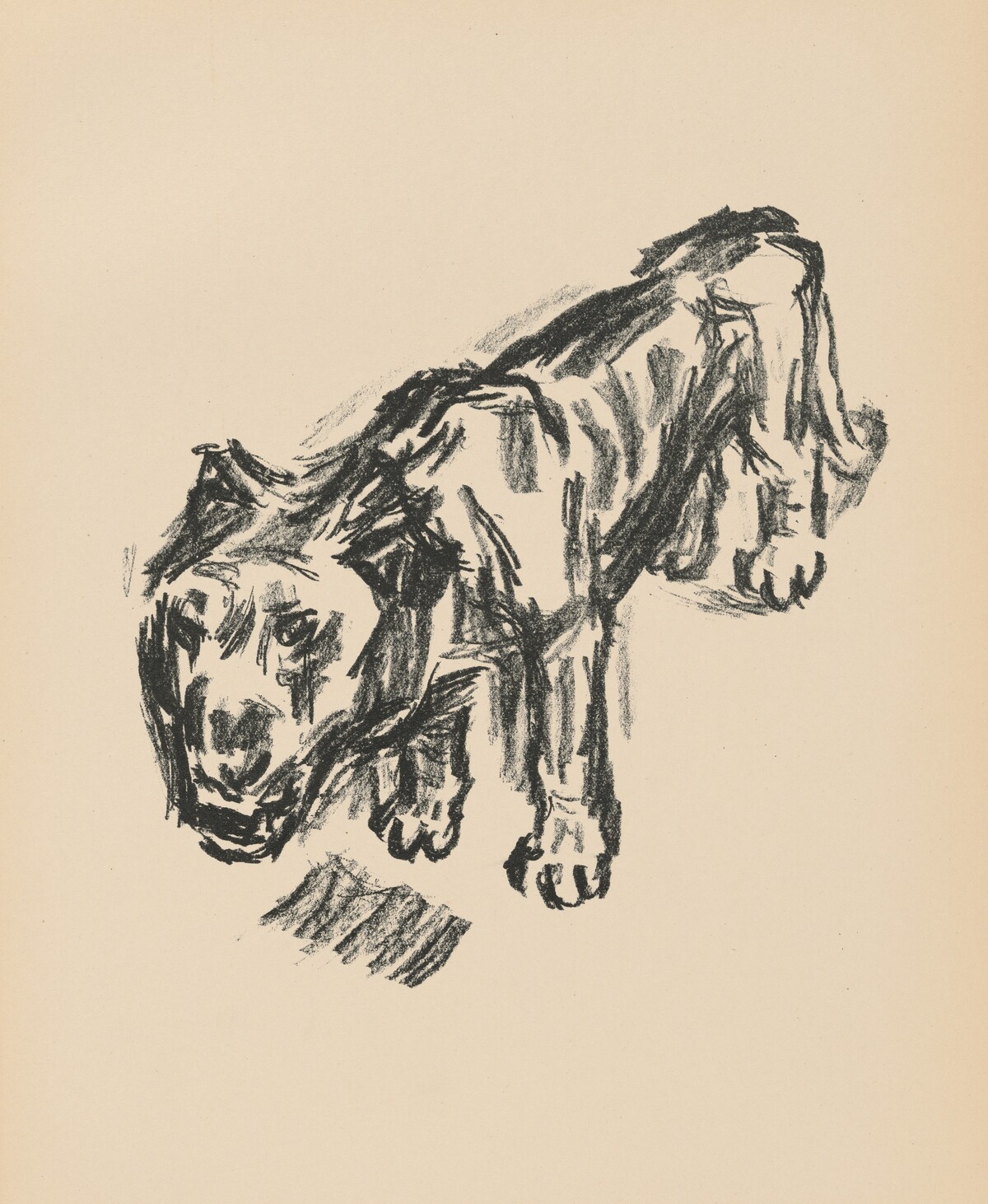 Löwe (Lion) from Deutsche Graphiker der Gegenwart (German Printmakers of Our Time) by René Beeh