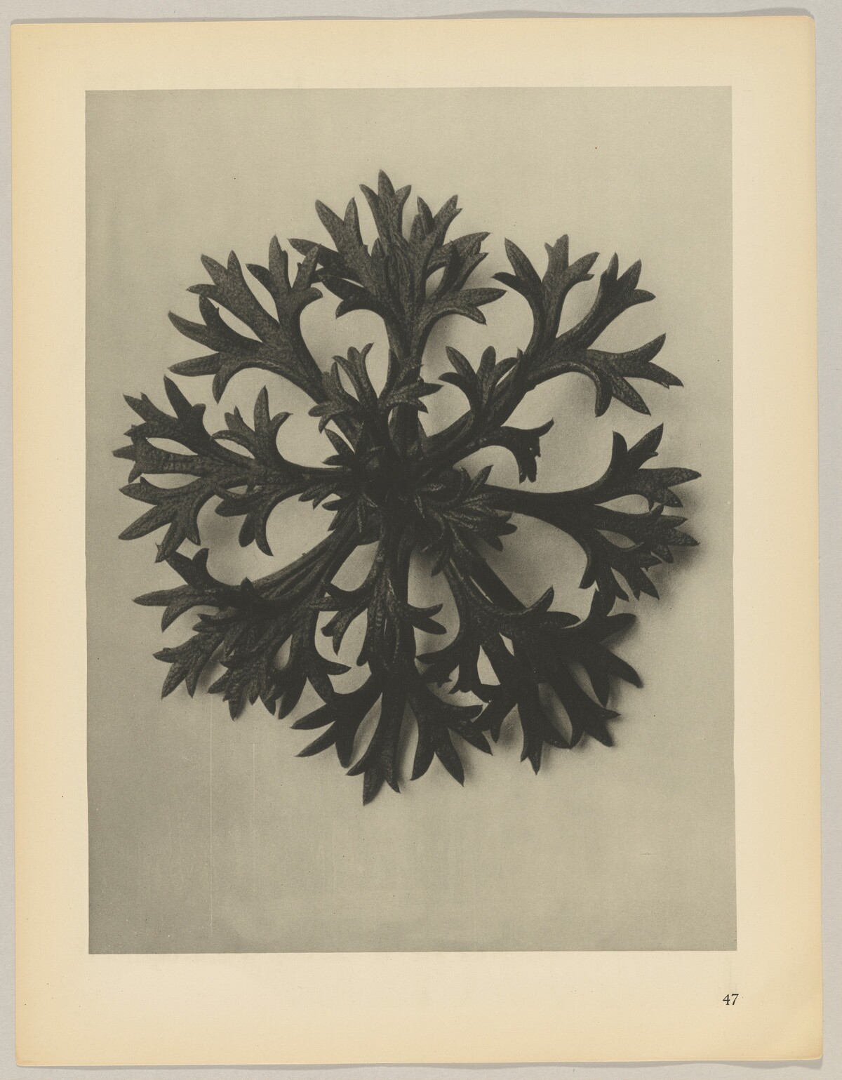 Saxifraga Willkommniana by Karl Blossfeldt