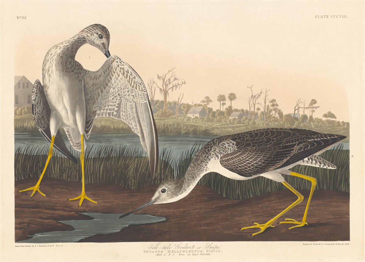 Tell-tale Godwit by Robert Havell after John James Audubon