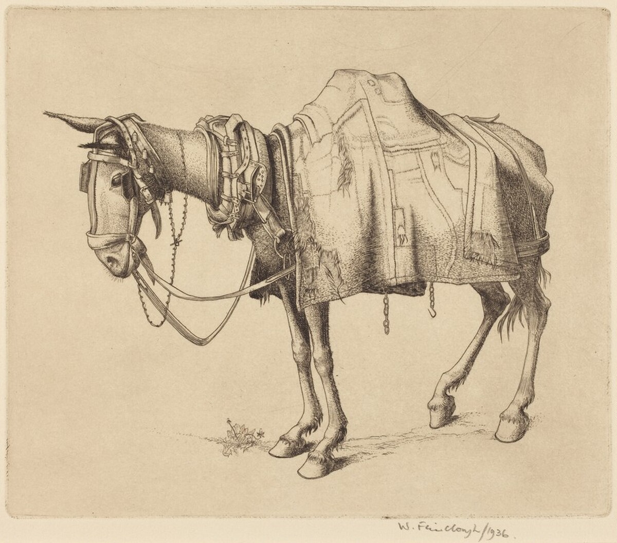Spanish Mule by Wilfred Fairclough