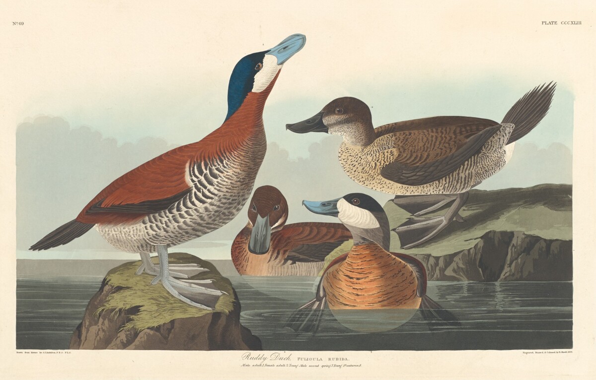 Ruddy Duck by Robert Havell after John James Audubon