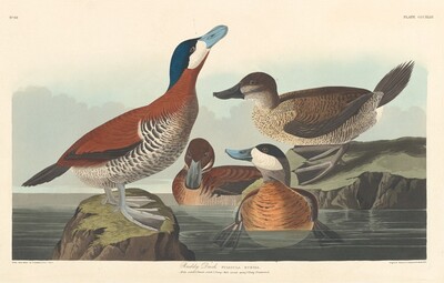Ruddy Duck