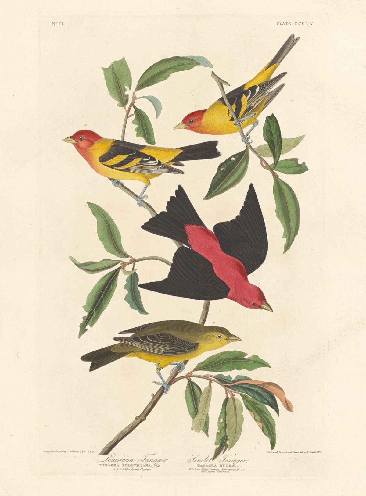 Louisiana Tanager and Scarlet Tanager by Robert Havell after John James Audubon
