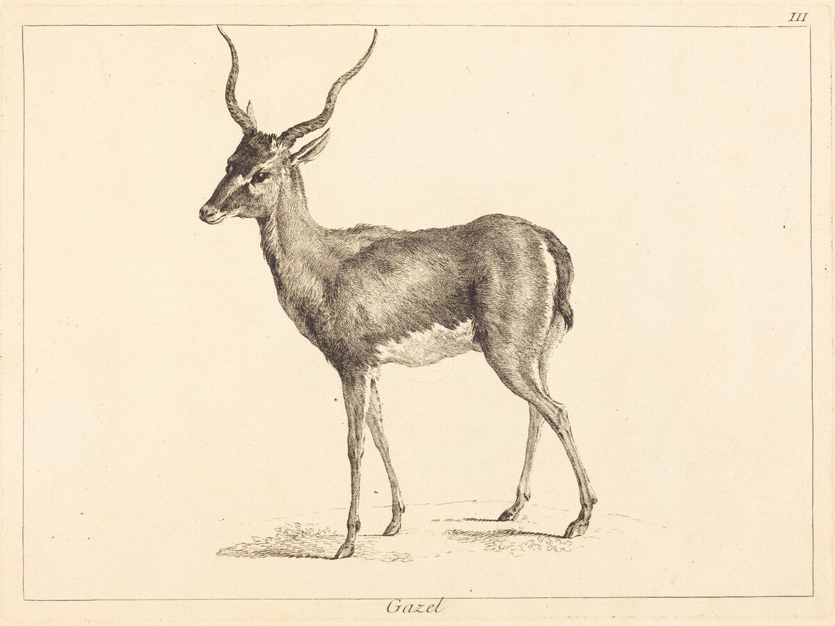 Gazel (Gazelle) by Jacques-Philippe Le Bas and Jean Eric Rehn after Jean-Baptiste Oudry