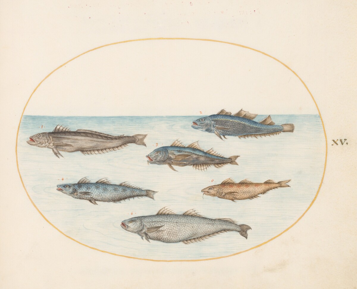 Plate 15: Six "Asellorum" Fish (Cod?) by Joris Hoefnagel