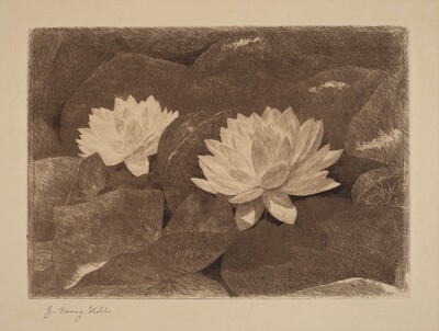 Waterlilies