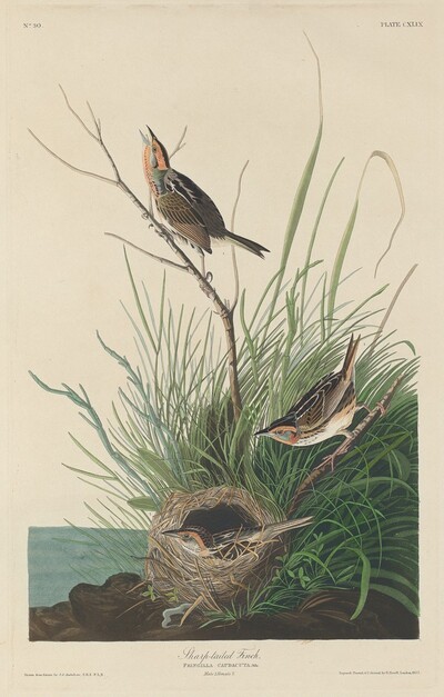 Sharp-Tailed Finch