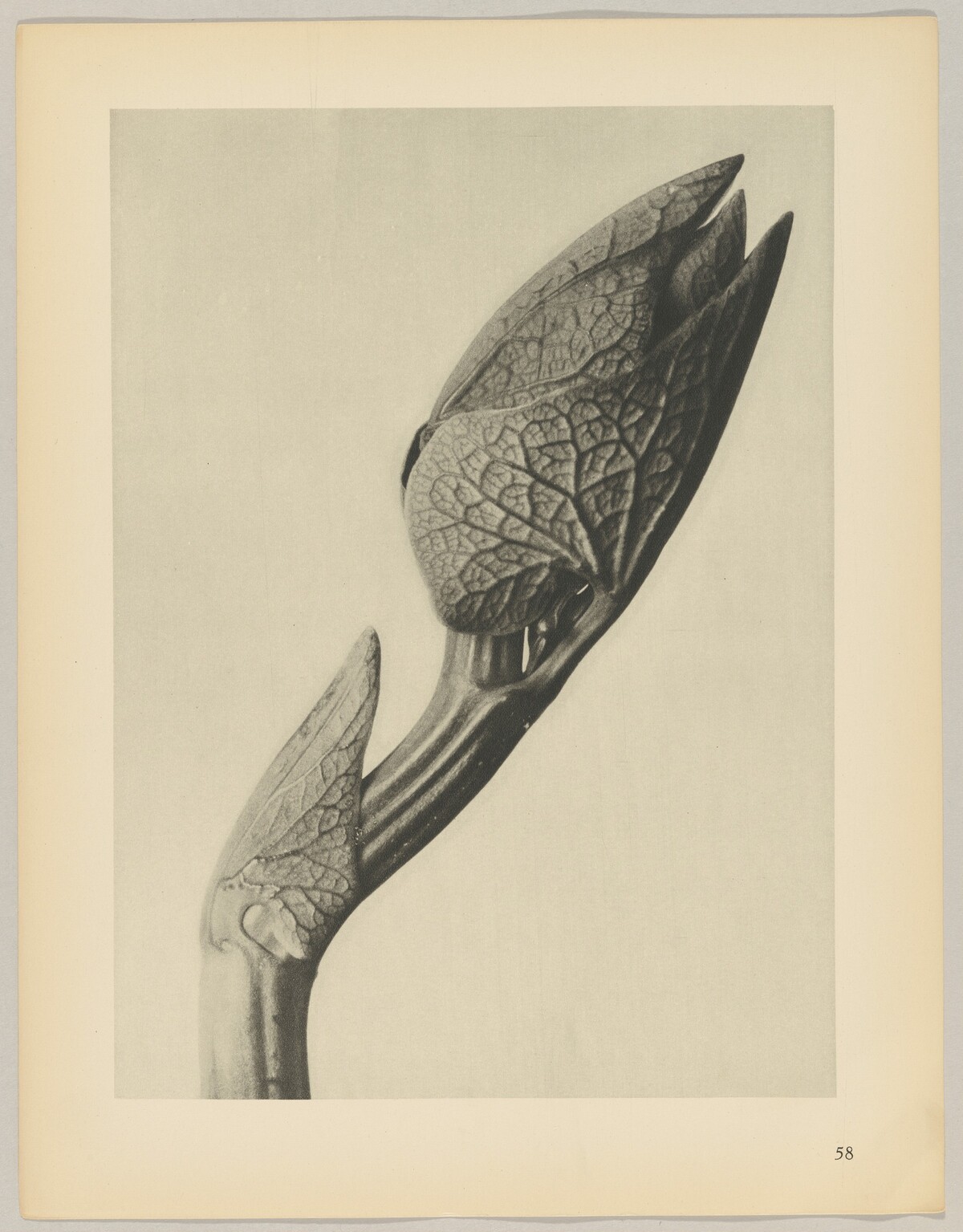 Aristolochia clematitis by Karl Blossfeldt
