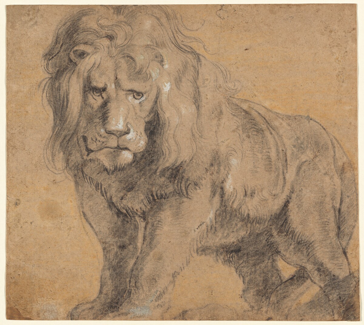 Lion by Sir Peter Paul Rubens