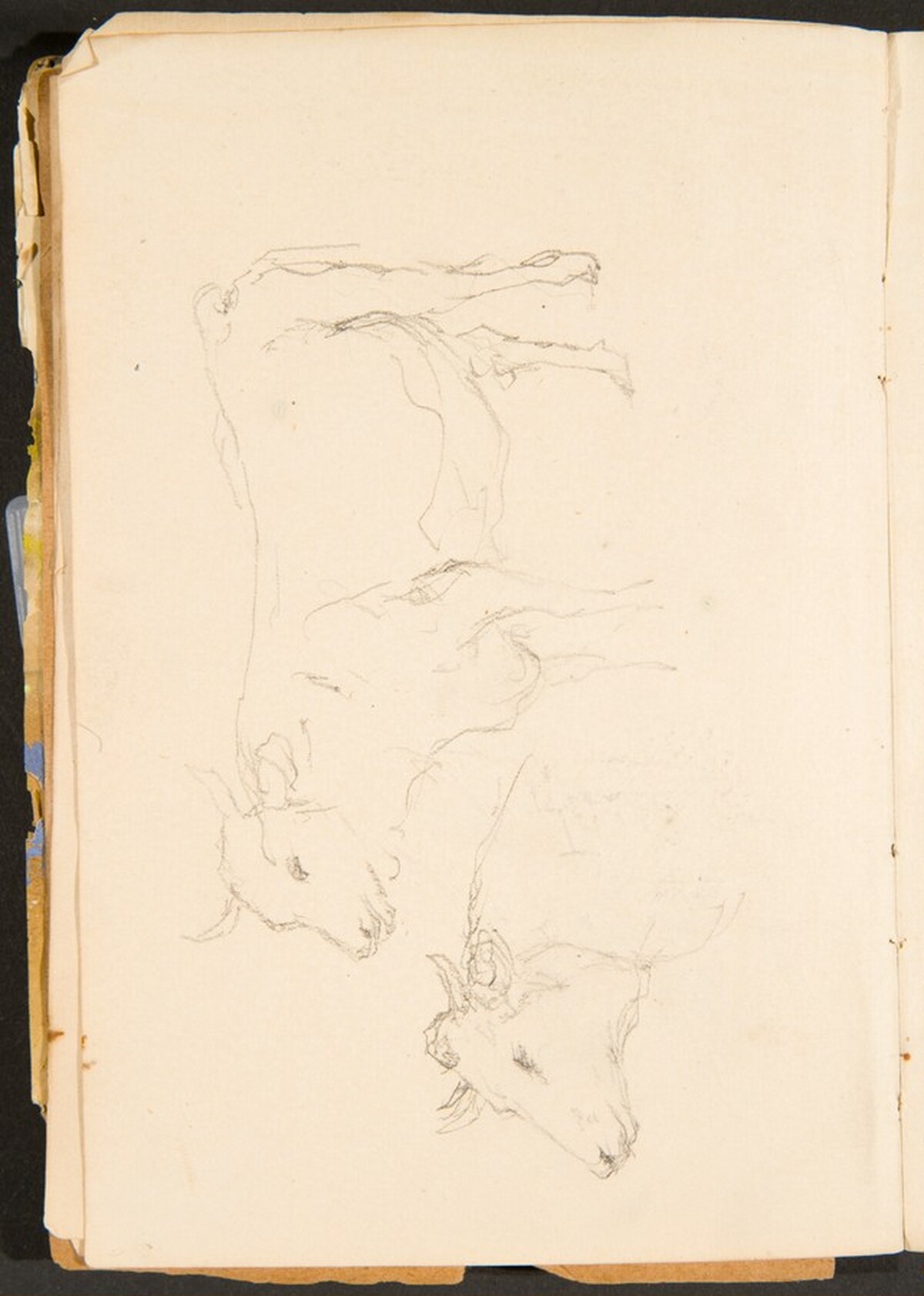 Zwei Studien eines Ochsen (Two Studies of a Bullock) [p. 8] by Max Beckmann