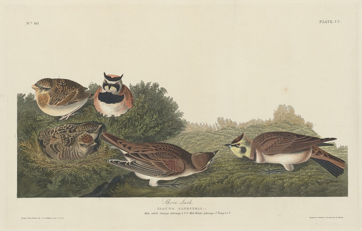 Shore Lark by Robert Havell after John James Audubon