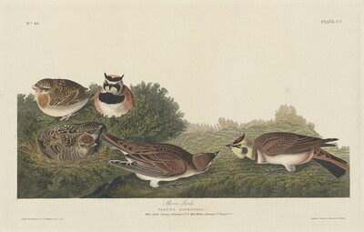 Shore Lark