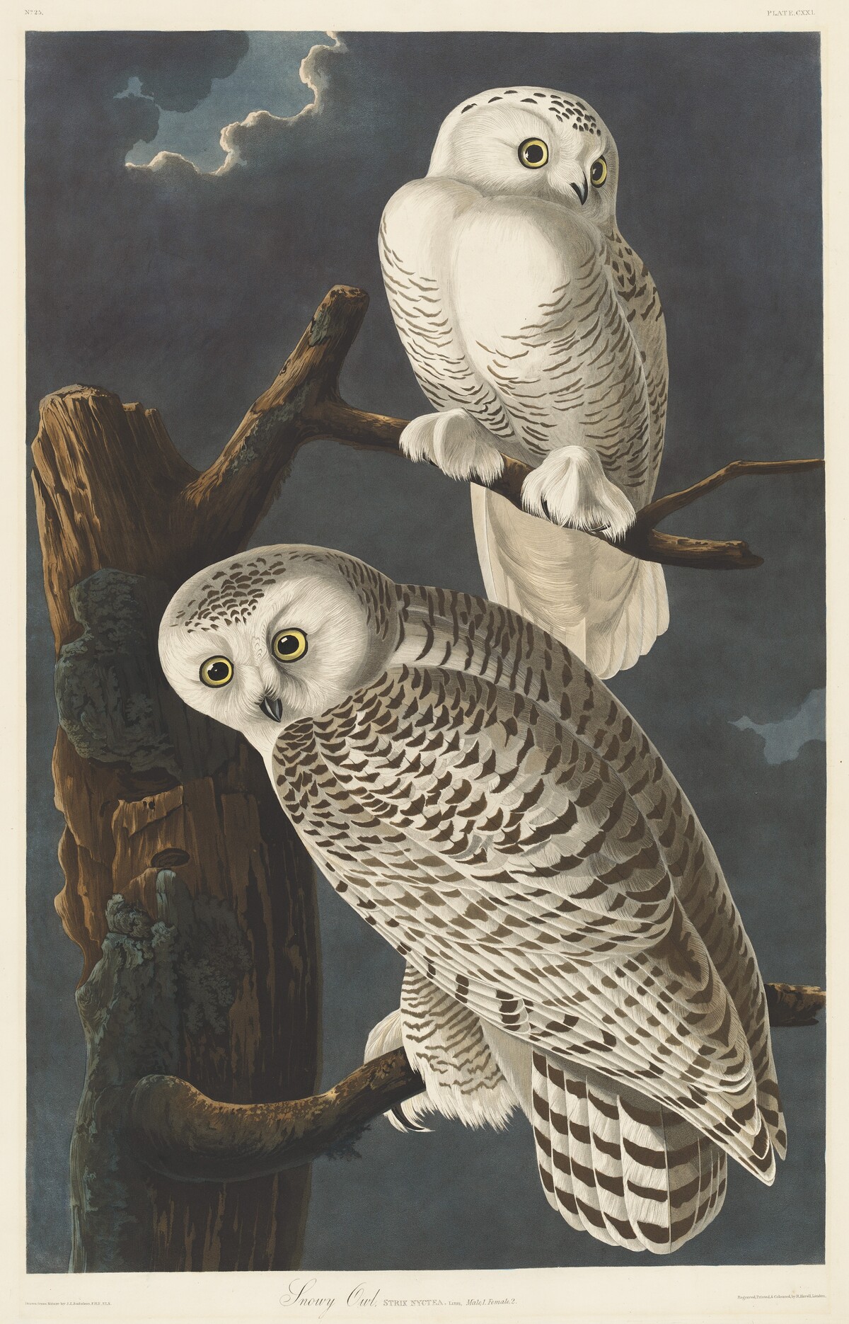 Snowy Owl by Robert Havell after John James Audubon