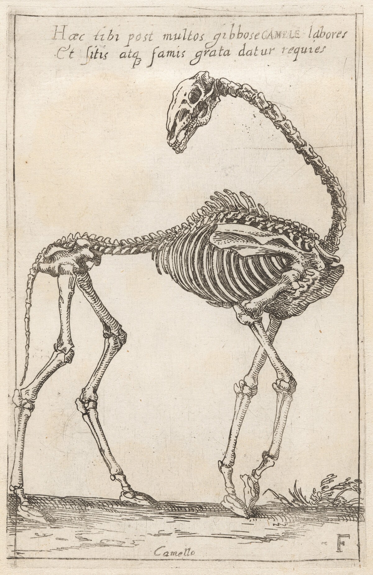 Skeleton of a Camel by Teodoro Filippo di Liagno, called Napoletano