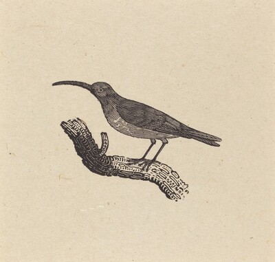 A Bird