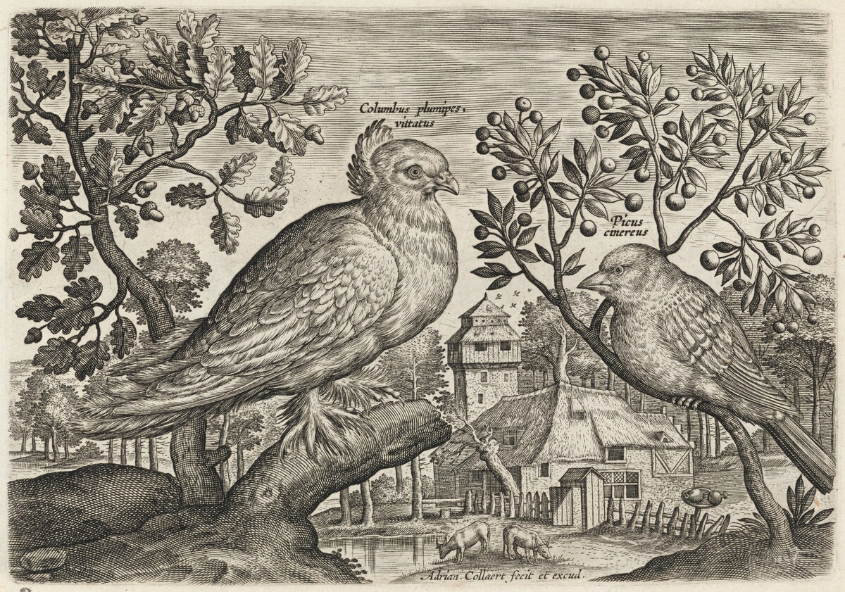 Pigeon and Finch by Adriaen Collaert