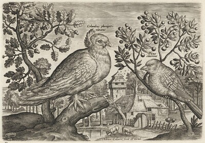Pigeon and Finch