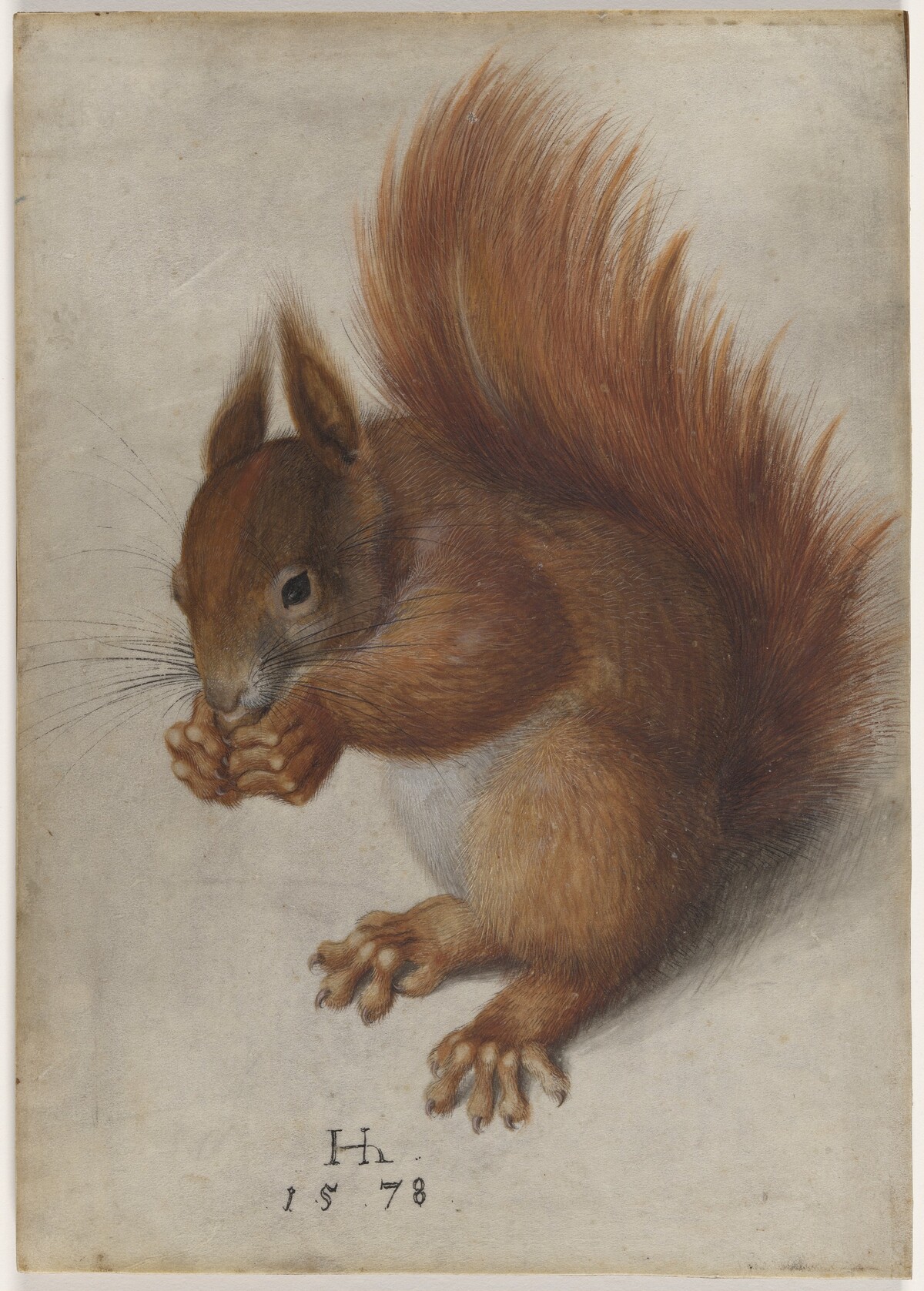Red Squirrel by Hans Hoffmann