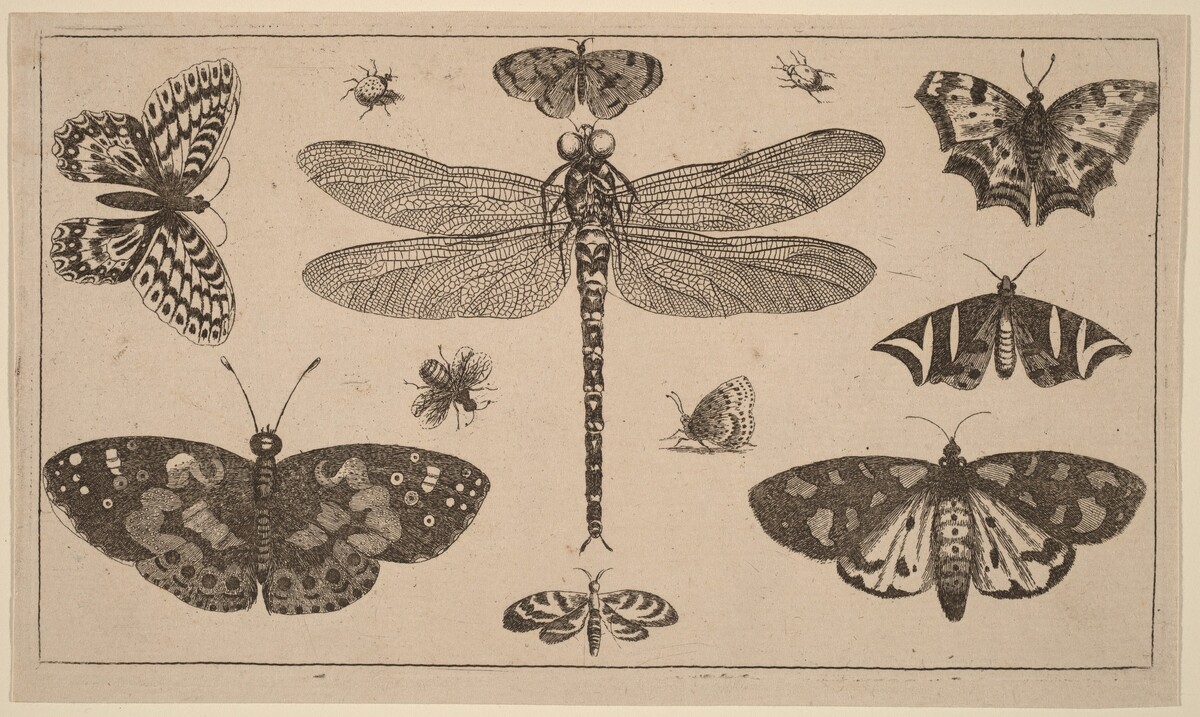 Dragonfly, Ladybirds, and Butterflies by Wenceslaus Hollar