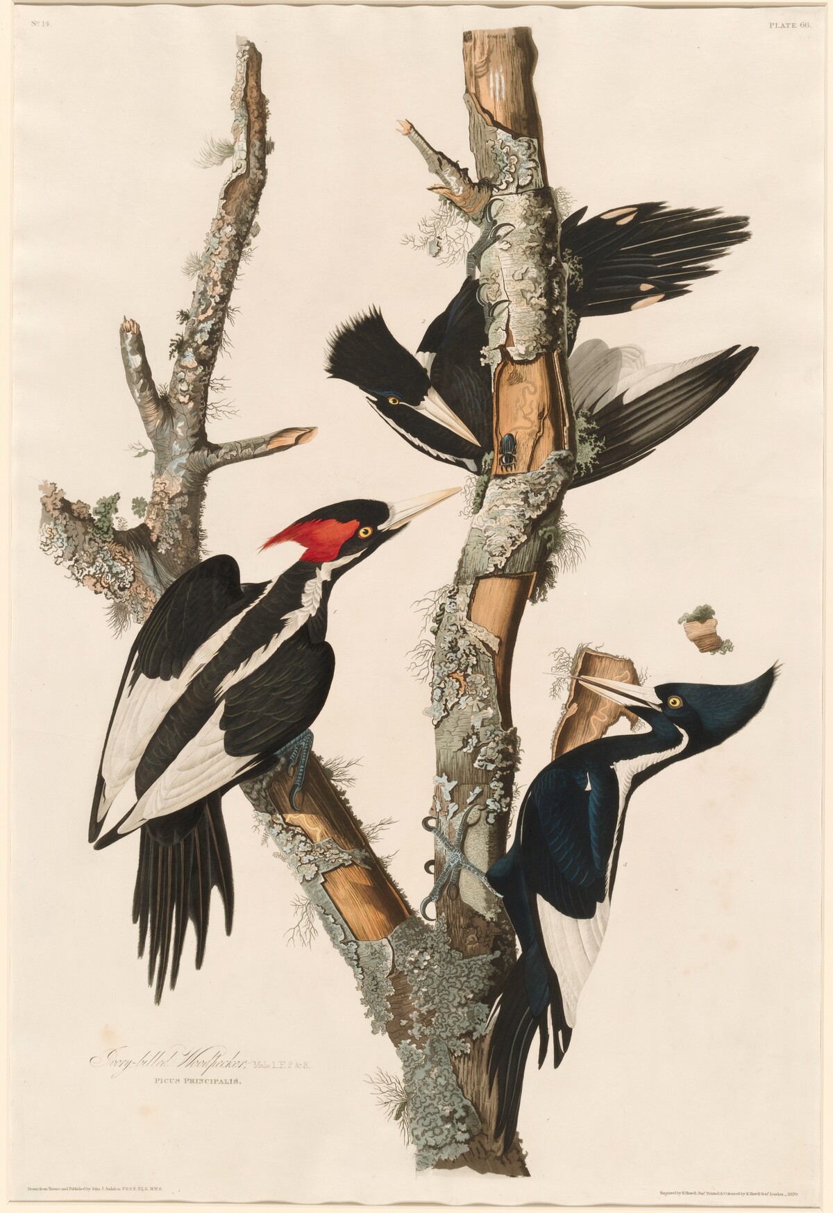 Ivory-billed Woodpecker by Robert Havell after John James Audubon