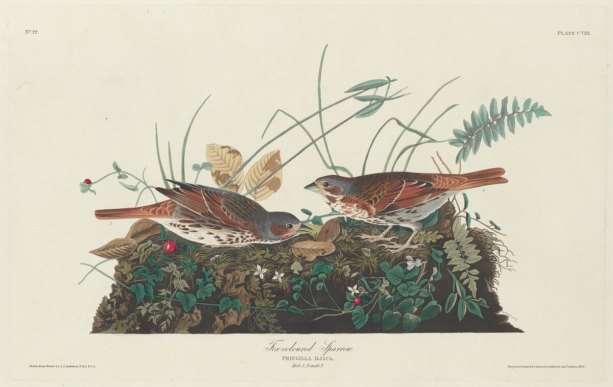 Two-colored Sparrow by Robert Havell after John James Audubon