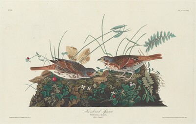 Two-colored Sparrow