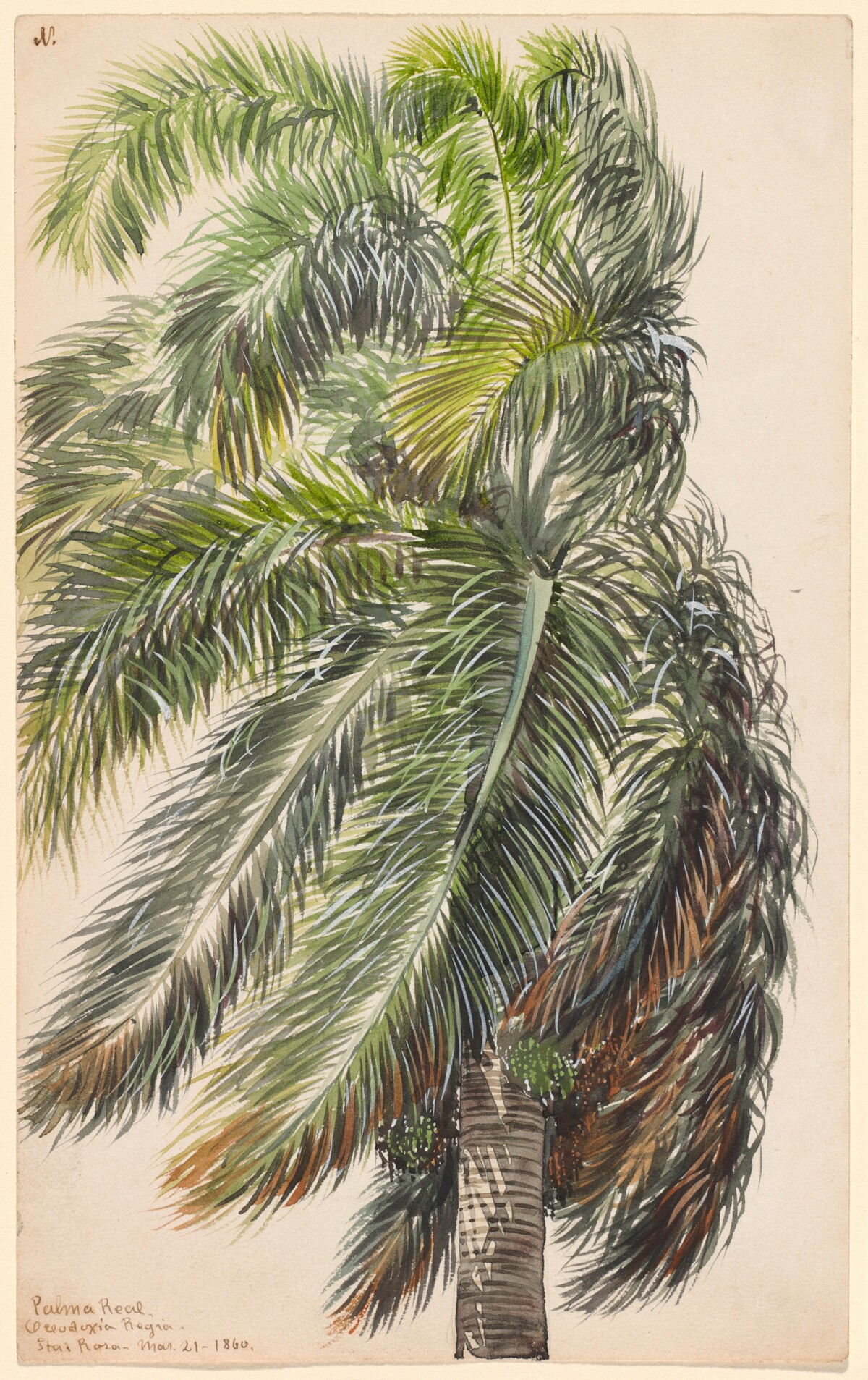Palma Real by Charles de Wolf Brownell