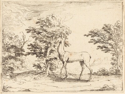 The Doe