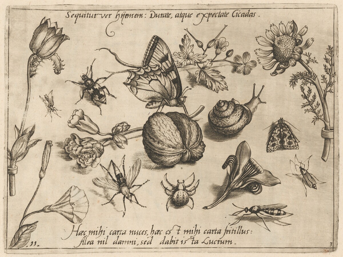 Archetypa studiaque patris Georgii Hoefnagelii [Part 3, Plate 11] by Jacob Hoefnagel after Joris Hoefnagel