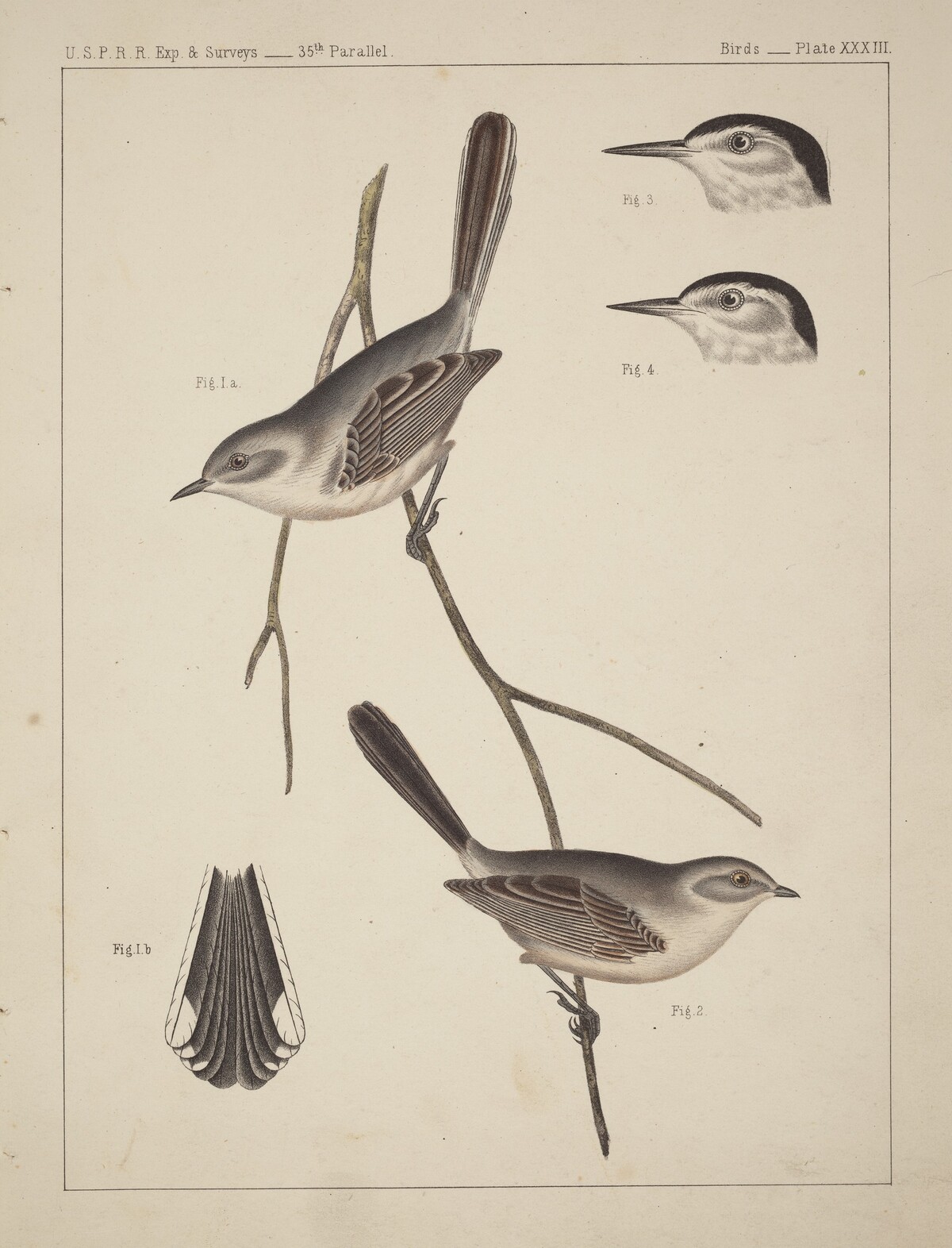Birds - U.S.P.R.R. Exp. & Surveys, 35th Parallel by American 19th Century