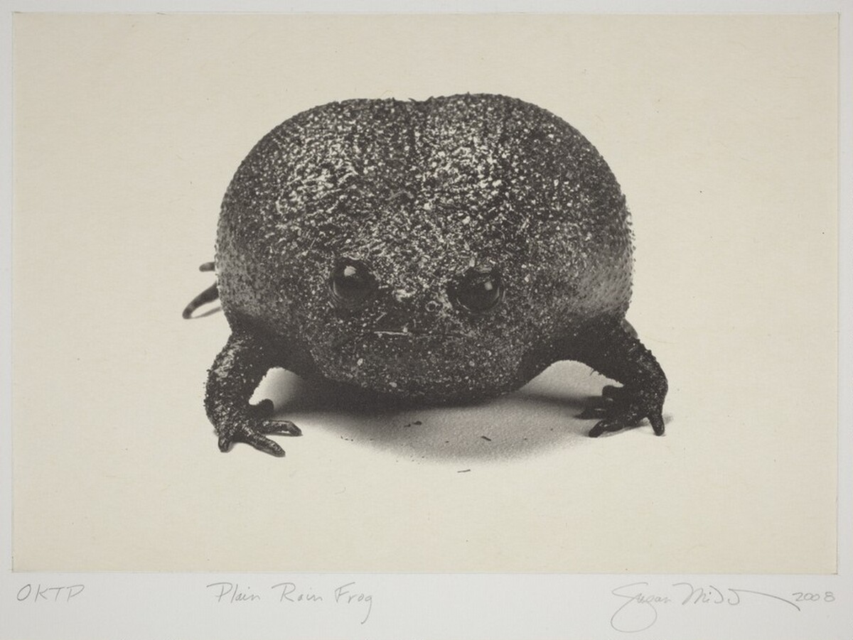 Plain Rain Frog by Susan Middleton