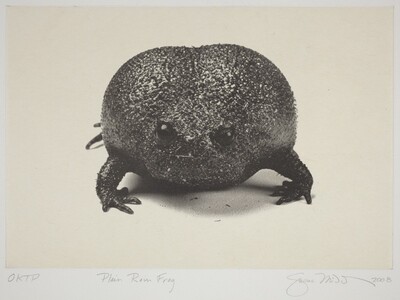 Plain Rain Frog