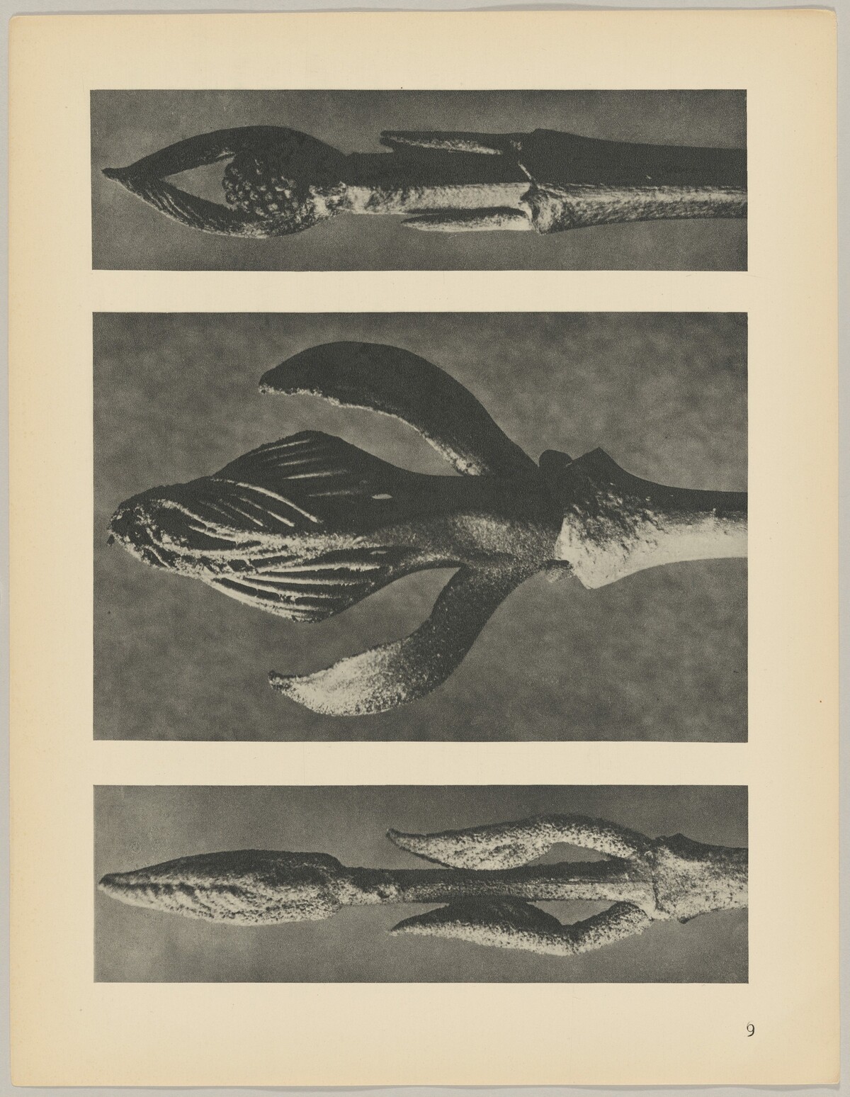 a Callicarpa dichotoma; b Fraxinus ornus; c Cornus pubescens by Karl Blossfeldt