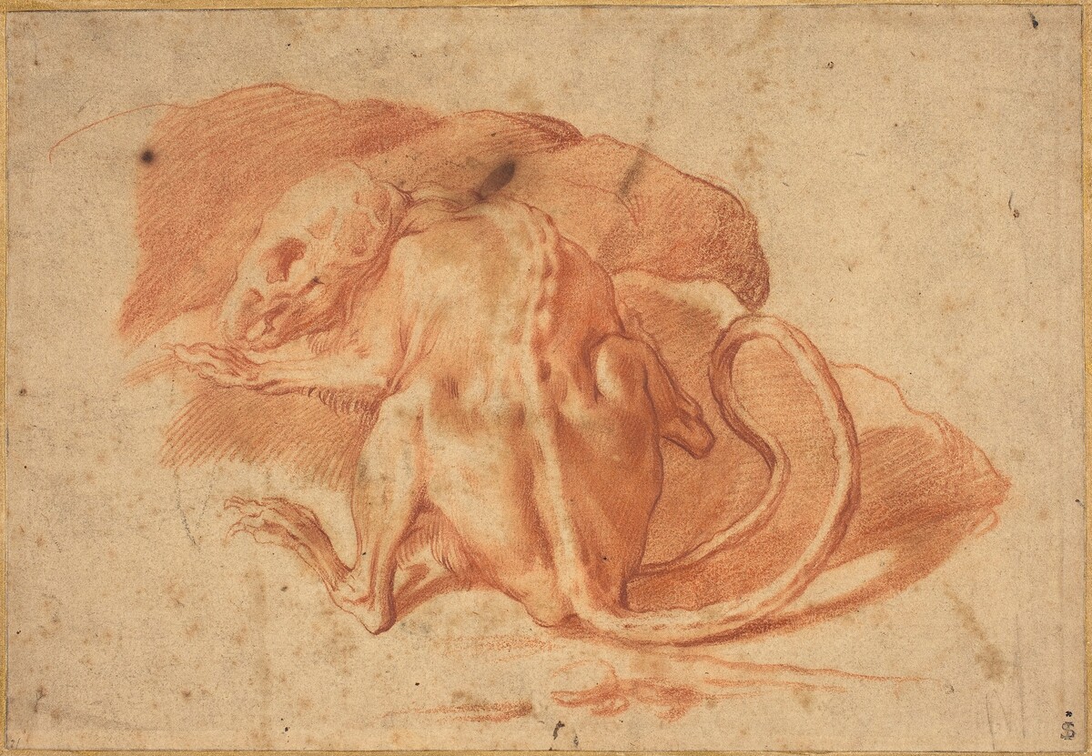 A Partially Skinned Rat by Italian 16th/17th Century, possibly Florentine or Roman