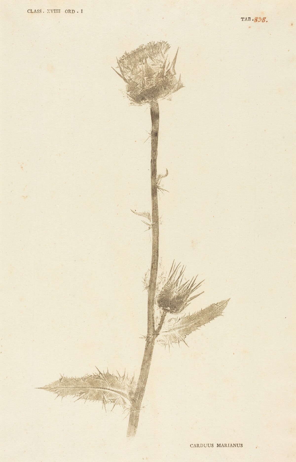 Carduus Maarianus by Johann Hieronymus Kniphof