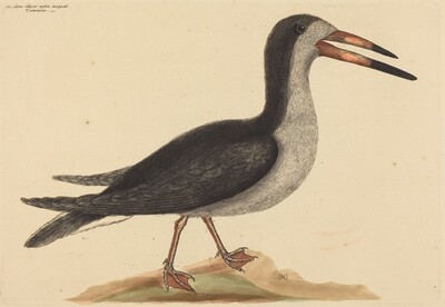 The Cutwater (Rhynchops nigra)
