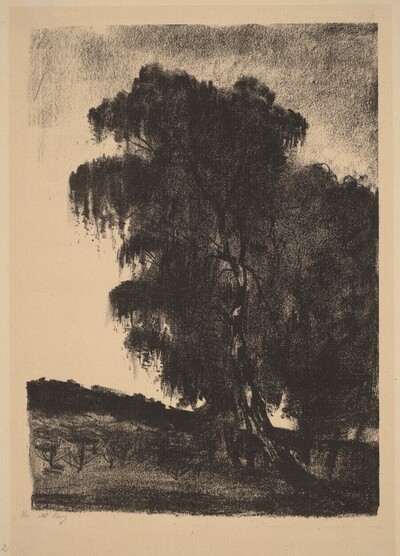 Birches