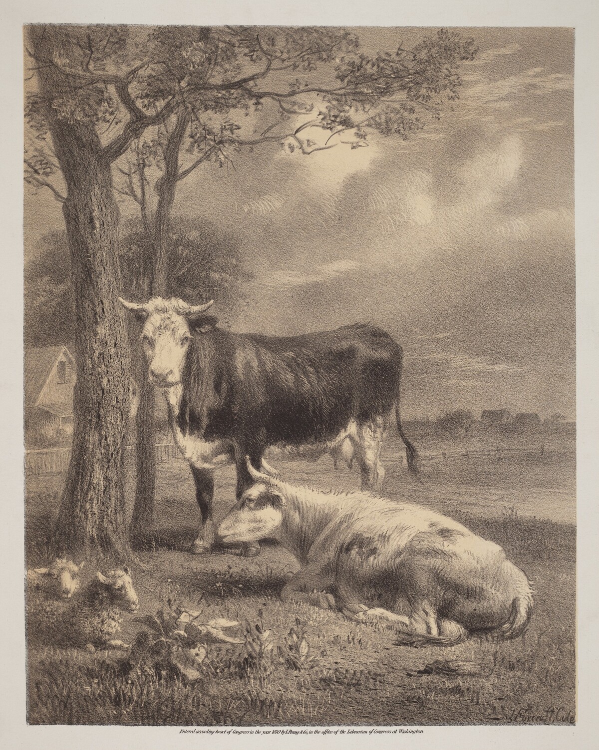 Cattle Ruminating by Joseph Foxcroft Cole