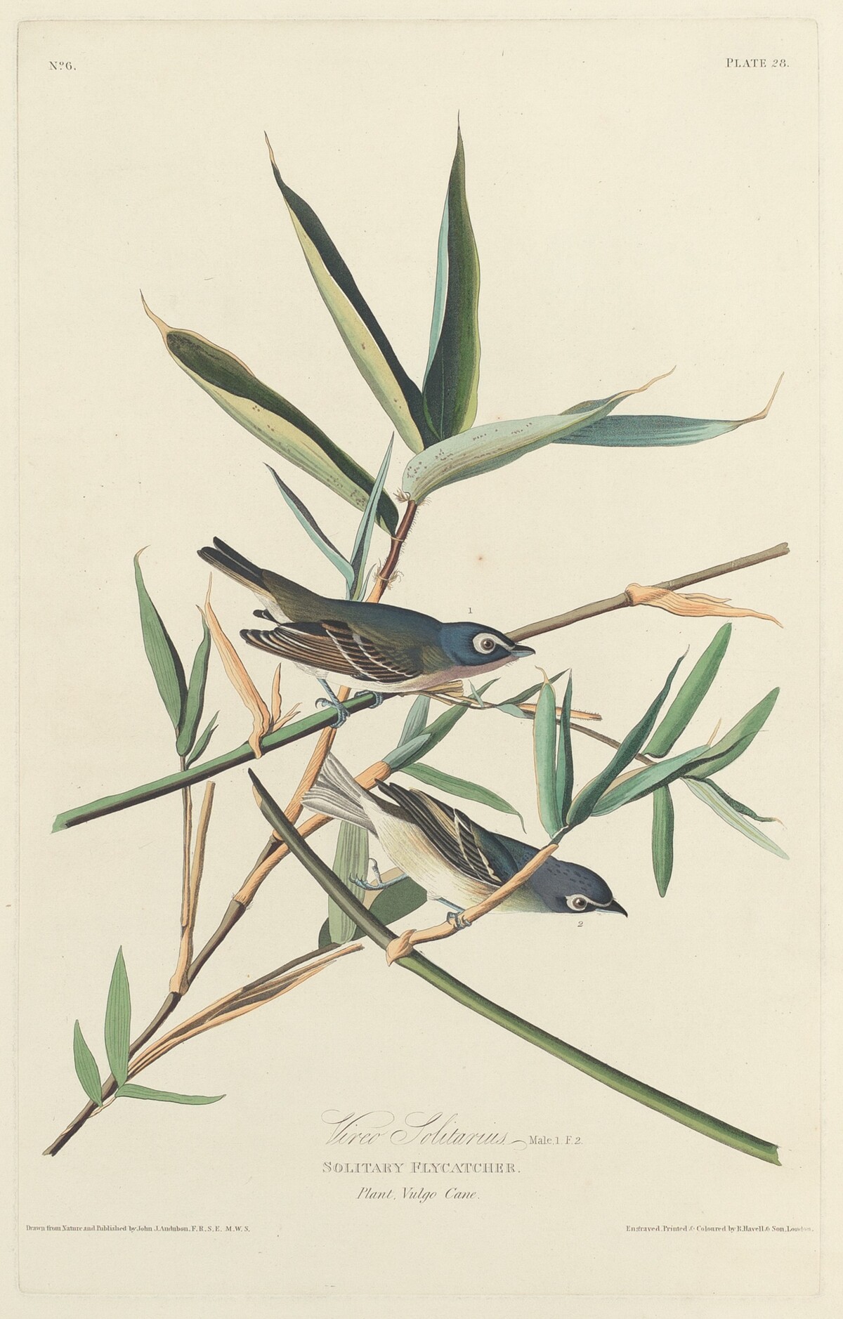 Solitary Flycatcher by Robert Havell after John James Audubon