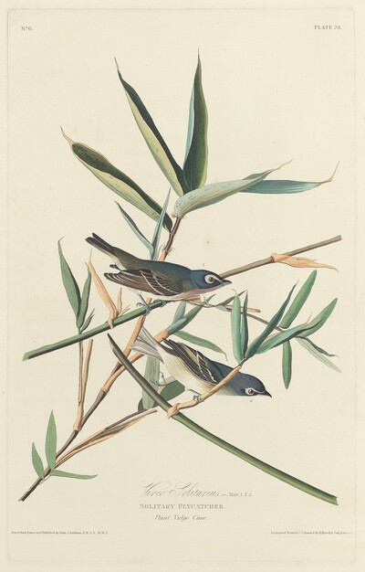 Solitary Flycatcher