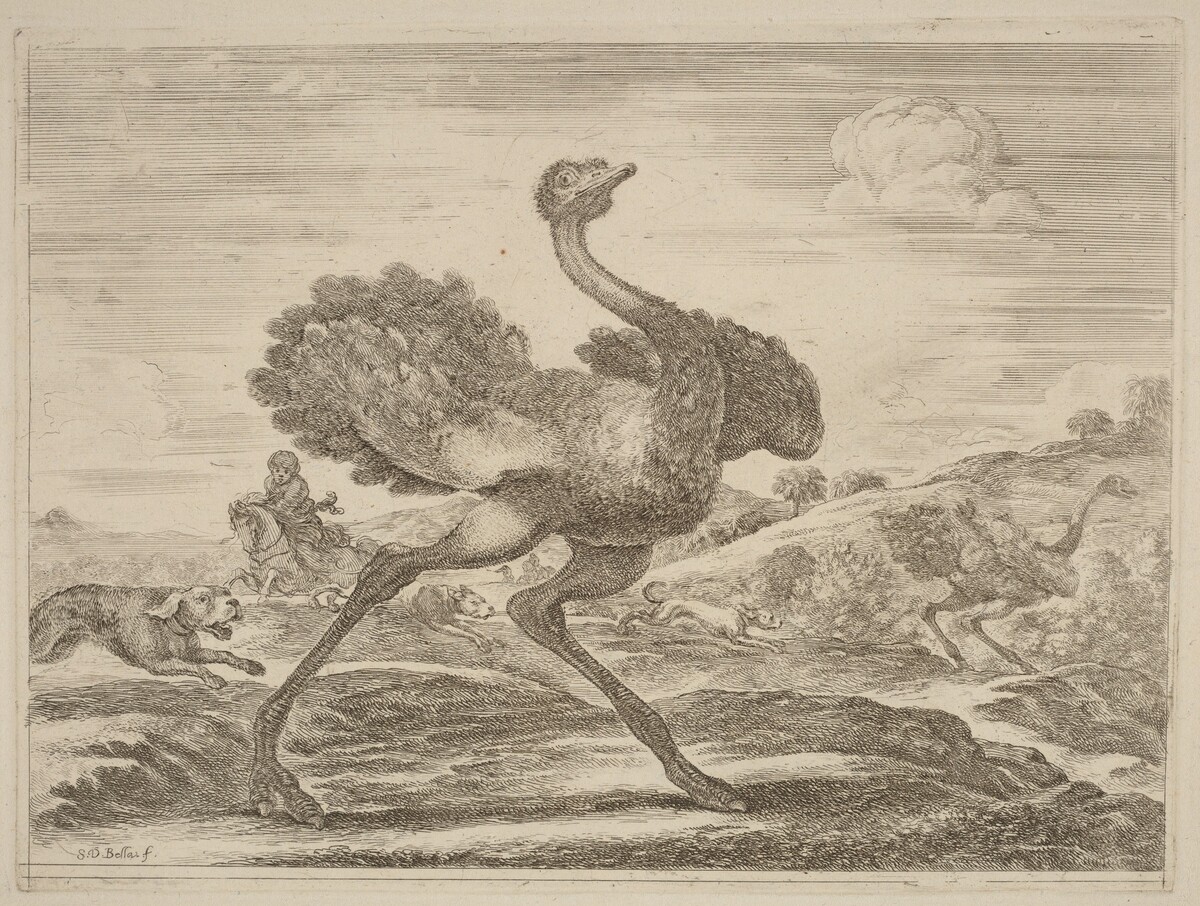Ostrich Hunt by Stefano Della Bella