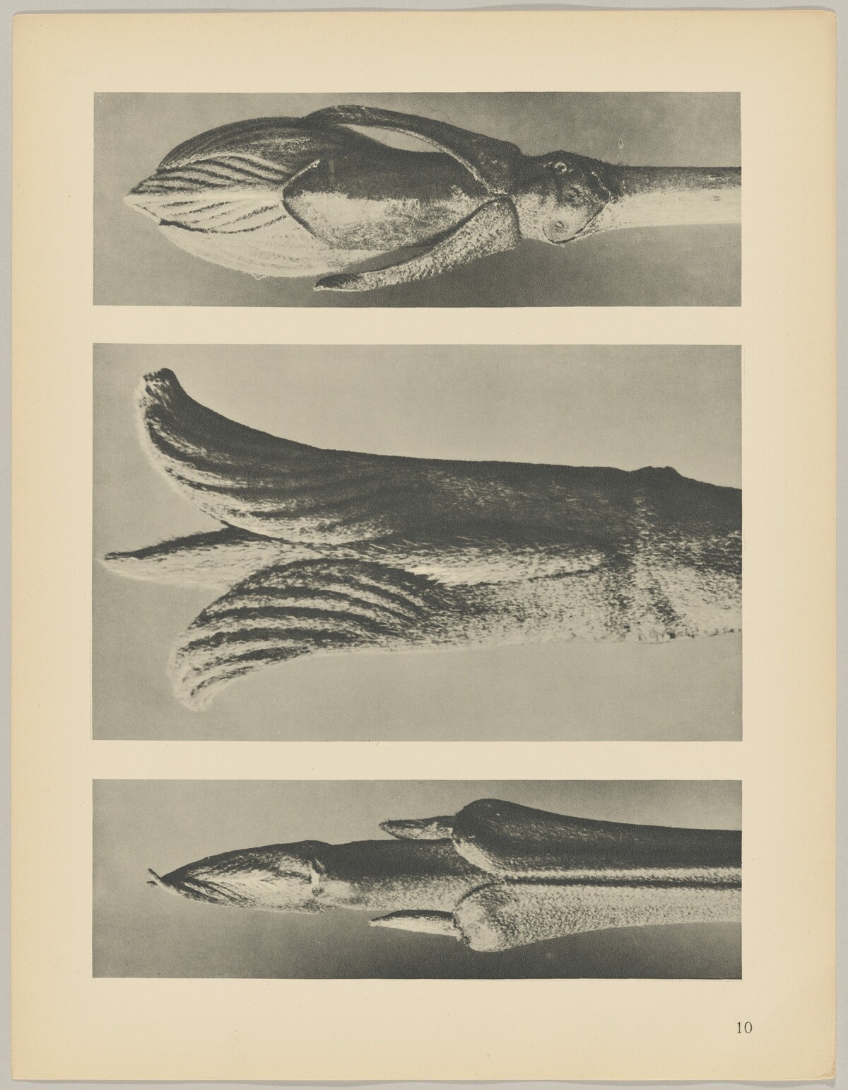 a Cornus brachypoda; b Cornus pubescens; c Viburnum by Karl Blossfeldt