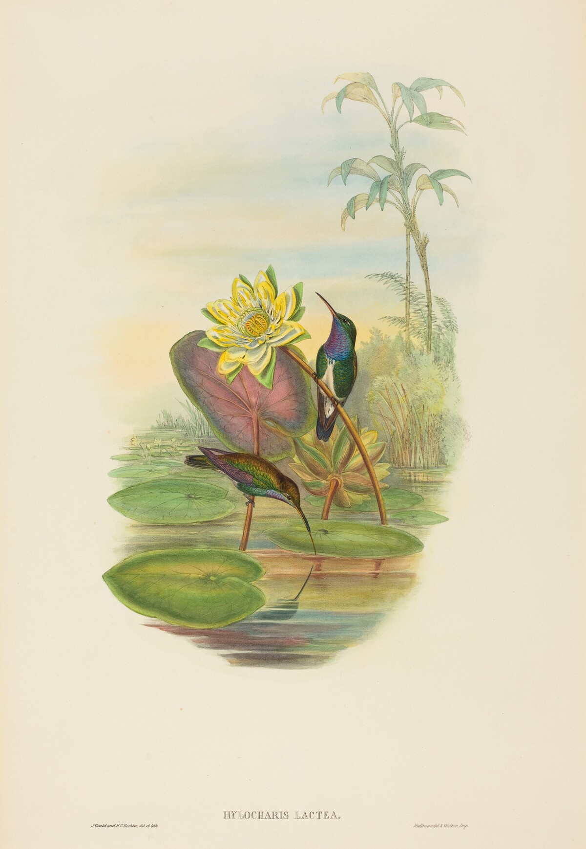 Hylocharis lactea (Sapphire-breasted Emerald) by John Gould and H.C. Richter