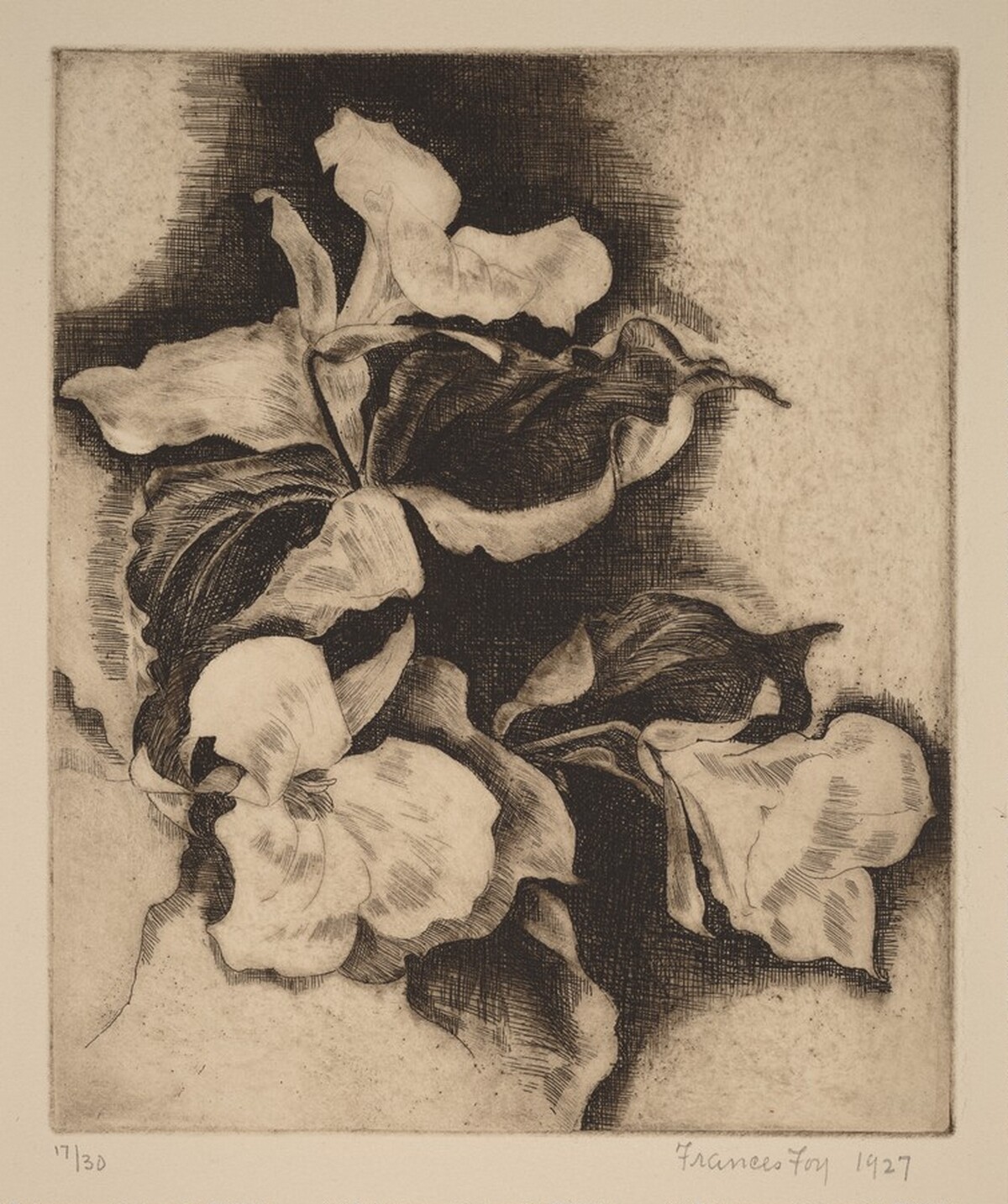 Trilium by Frances M. Foy