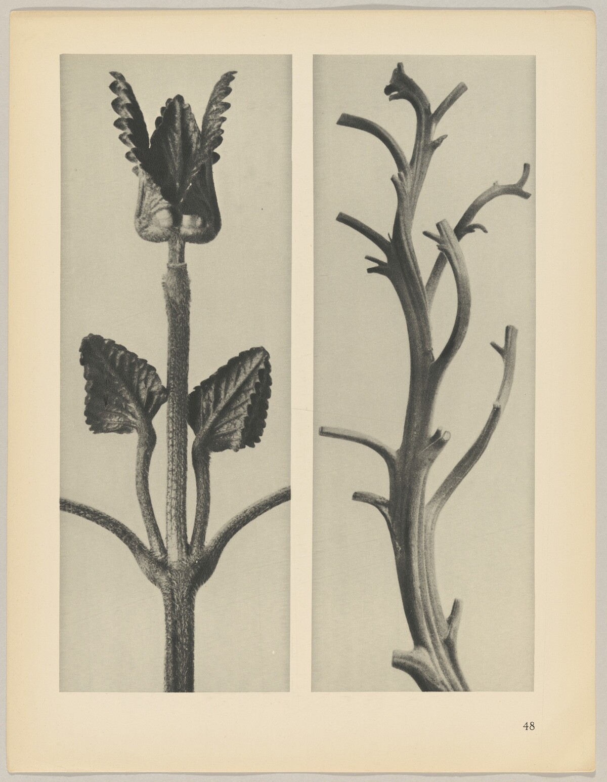 a Stachis grandiflora; b Nicotiana rustica by Karl Blossfeldt