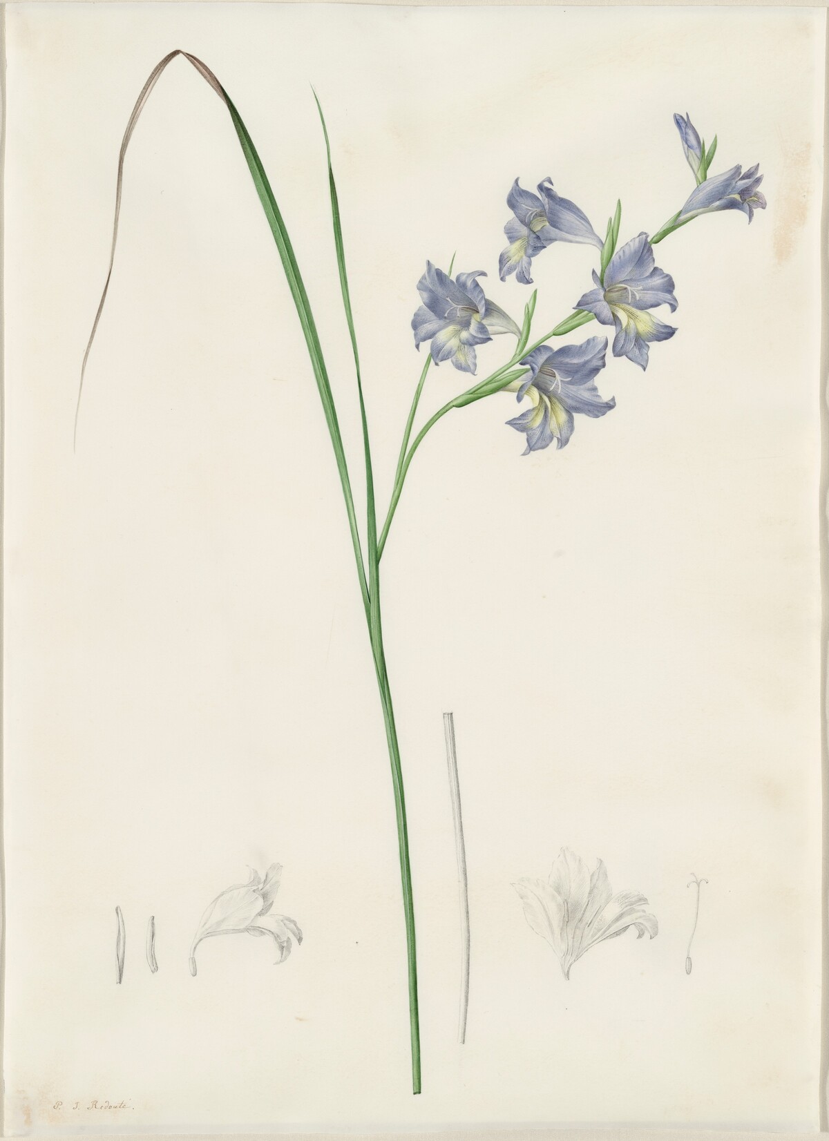Gladiolus ringens by Pierre Joseph Redouté