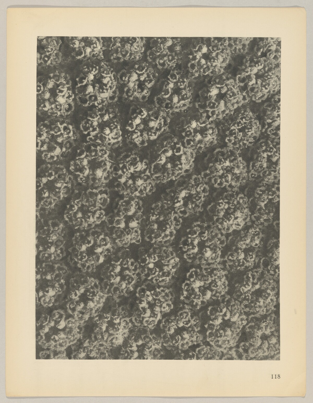 Achillea filipendulina by Karl Blossfeldt